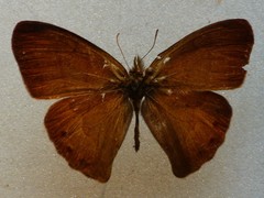 Cyllopsis argentella