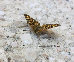 Phyciodes pallescens