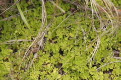 Osmitopsis dentata