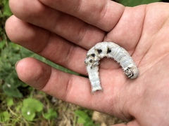Catocala fraxini