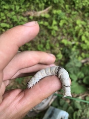 Catocala fraxini