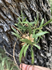 Eremophila mitchellii