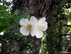 Eucryphia glutinosa