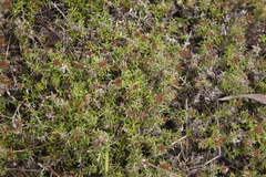 Stoebe prostrata