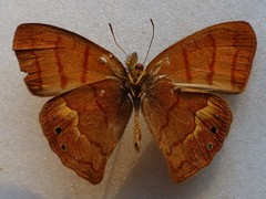 Cyllopsis argentella