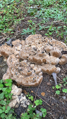 Media resource of Pseudoinonotus dryadeus