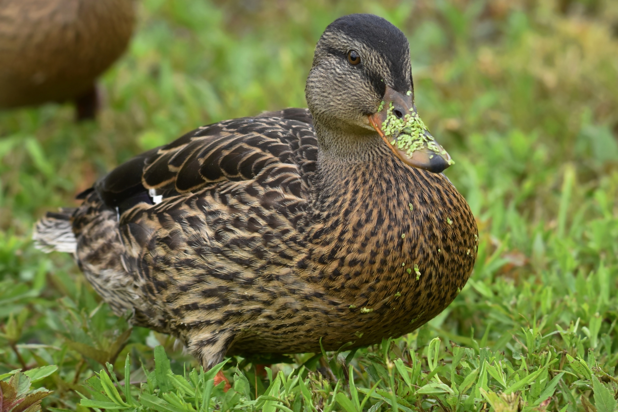 Mallard (Anas platyrhynchos)