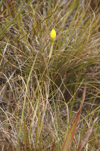 Image of Bobartia filiformis by (c) Tony Rebelo, some rights reserved (CC BY-SA)