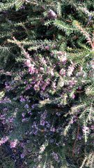 Erica carnea
