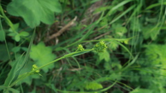 Bupleurum polyphyllum