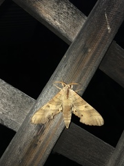 Marumba sperchius