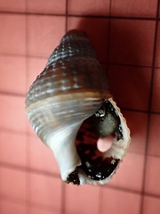 Nassarius fossatus