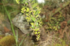 Duranta mutisii