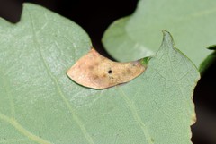 Macrodiplosis pustularis