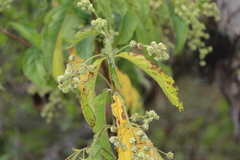 Lippia hirsuta