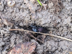 Scaphinotus elevatus