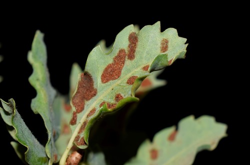 Holm Oak Felt Gall Mite