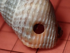 Nassarius fossatus