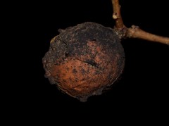 Andricus sternlichti