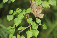 Salpichroa tristis