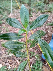 Palicourea angustifolia