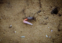 Austruca occidentalis