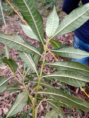 Palicourea angustifolia