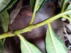 Palicourea angustifolia