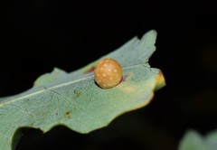 Cynips agama