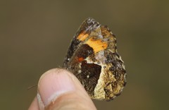 Pedaliodes phaea
