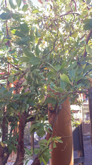 Arbutus