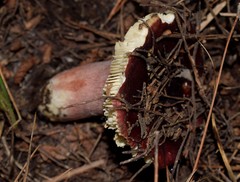 Russula torulosa