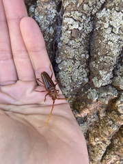 Chydarteres striatus