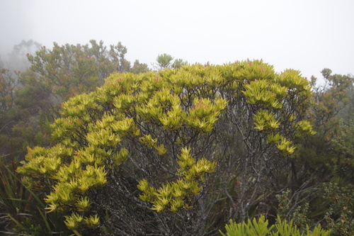 Peninsula-Sickle Hybrid Conebush (Leucadendron strobilinum)