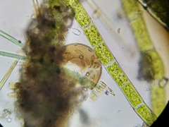 Galeripora megastoma