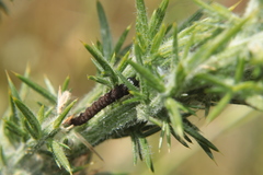 Agonopterix umbellana