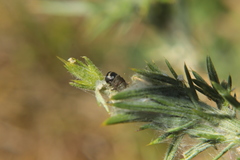 Agonopterix umbellana