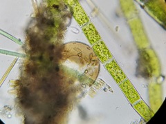 Galeripora megastoma