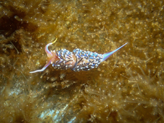 Facelina auriculata