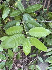 Notholithocarpus