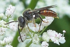 Nomada