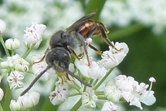Nomada