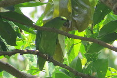 Graydidascalus brachyurus