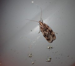 Barea exarcha
