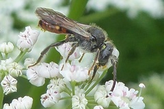 Nomada
