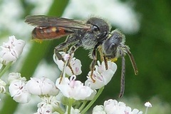Nomada