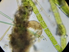 Galeripora megastoma