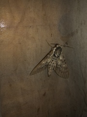 Kentrochrysalis streckeri