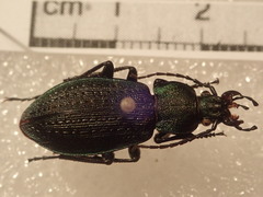 Carabus arvensis hokkaidoensis