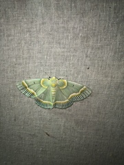 Iotaphora admirabilis